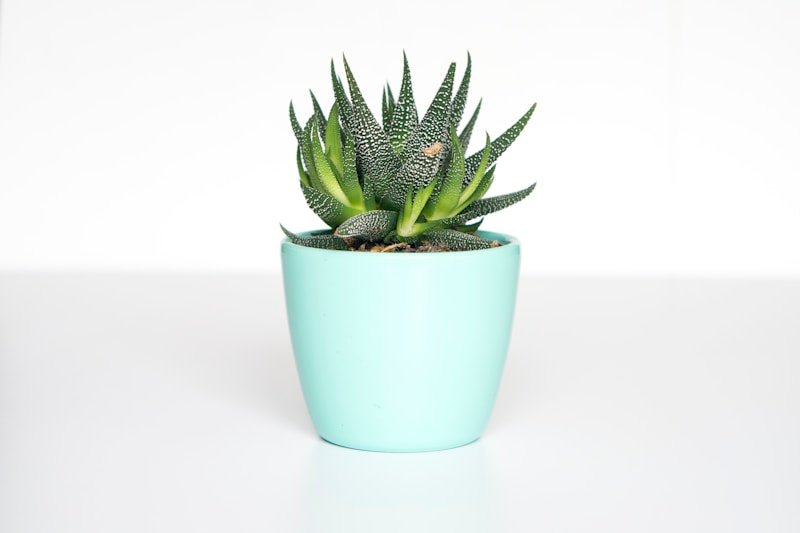 A little green companion